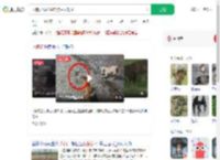 两狗大战眼镜蛇 狗主人观战_360搜索