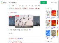 8万羽和平鸽飞向天空_360搜索