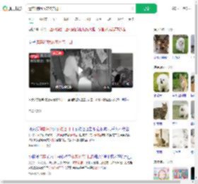 遗弃3狗崽放宠物店门口_360搜索