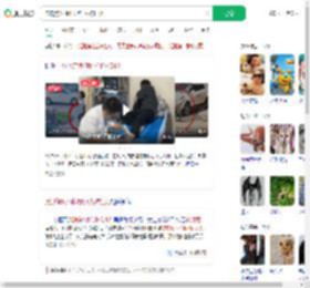 流浪狗1小时咬伤4人被打死_360搜索