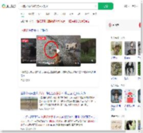 两狗大战眼镜蛇 狗主人观战_360搜索